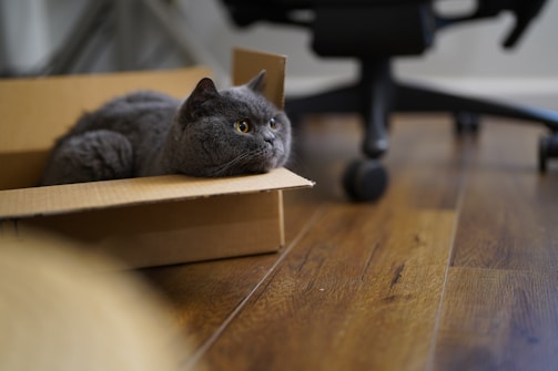 a cat in a box