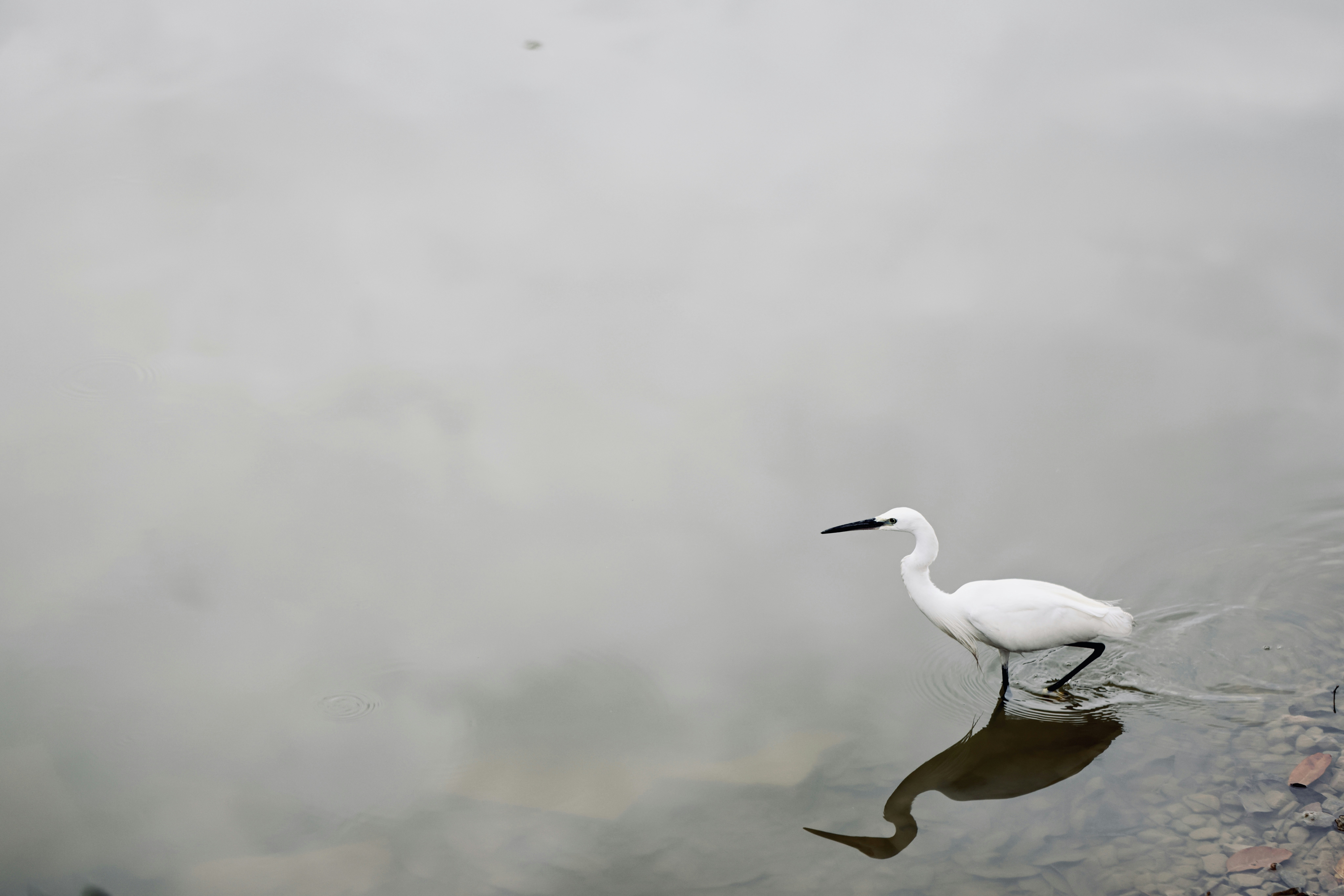 Photo by dickenslin76