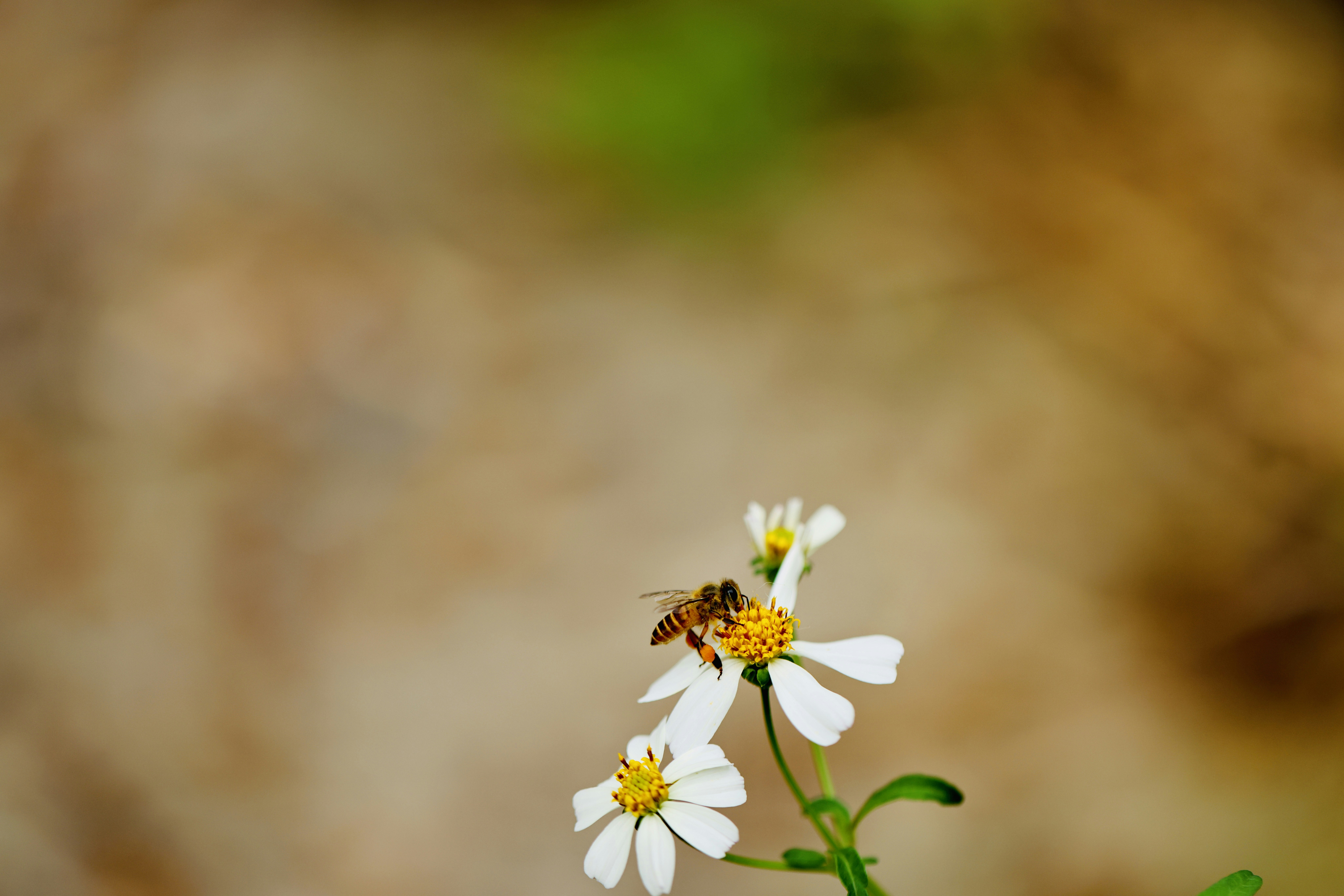 Photo by dickenslin76