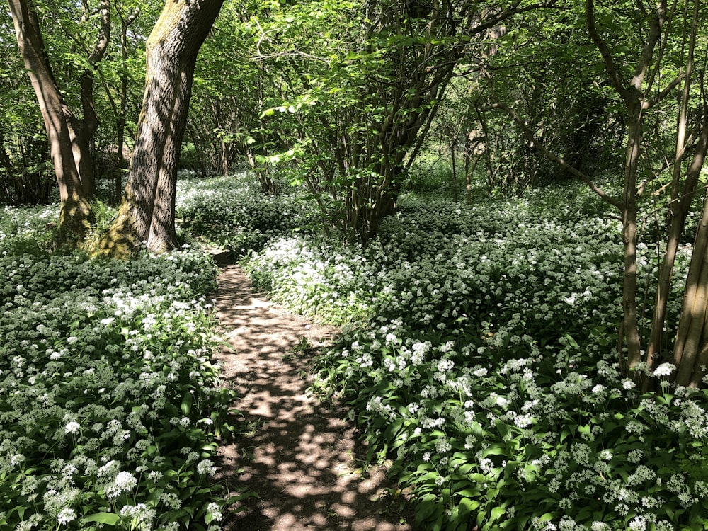 a dirt path through a forest