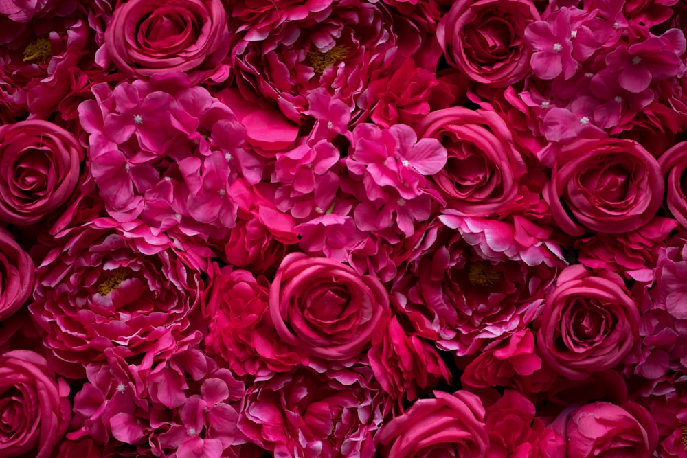 a large group of pink flowers