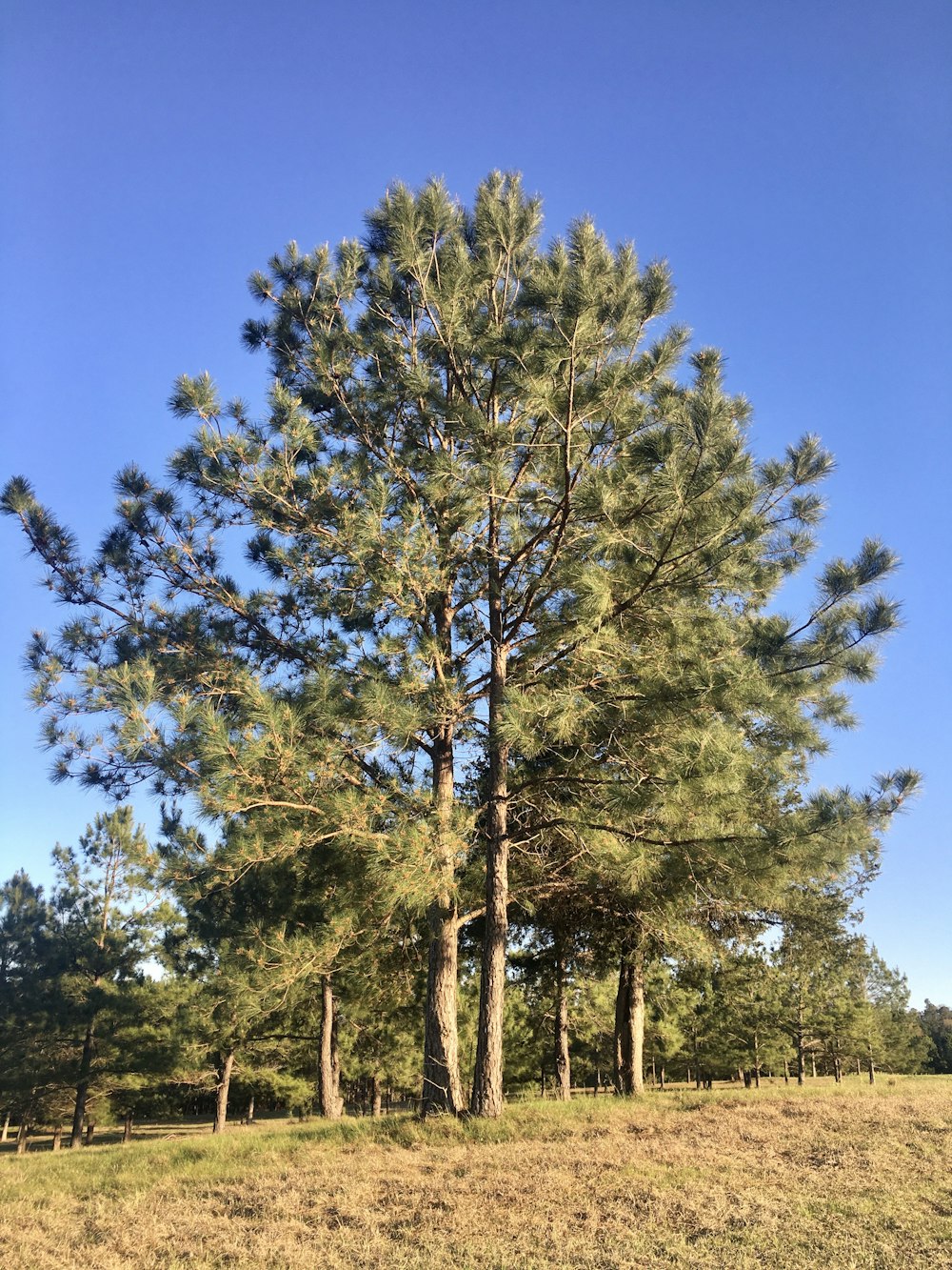 a group of trees