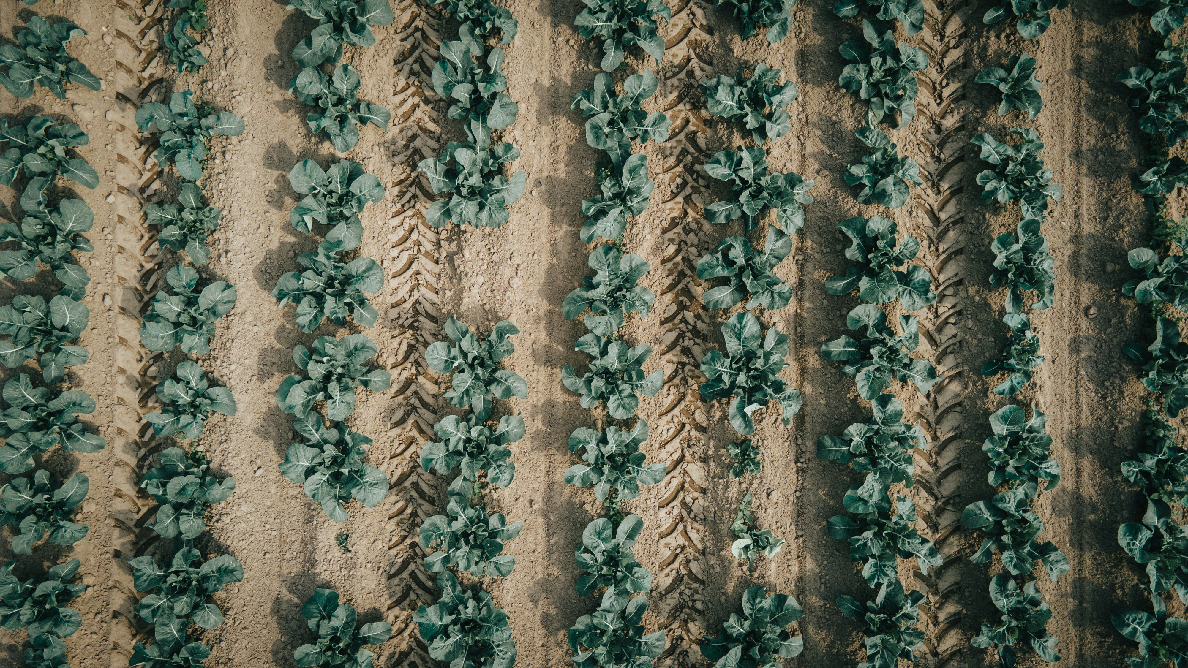 coriander seeds wallpaper, wallpaper, 5 Manfaat Rebusan Ketumbar dan Tips Aman Mengonsumsinya 3