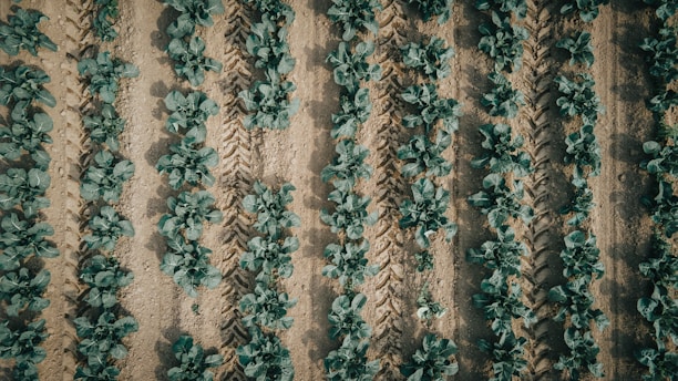 a group of plants