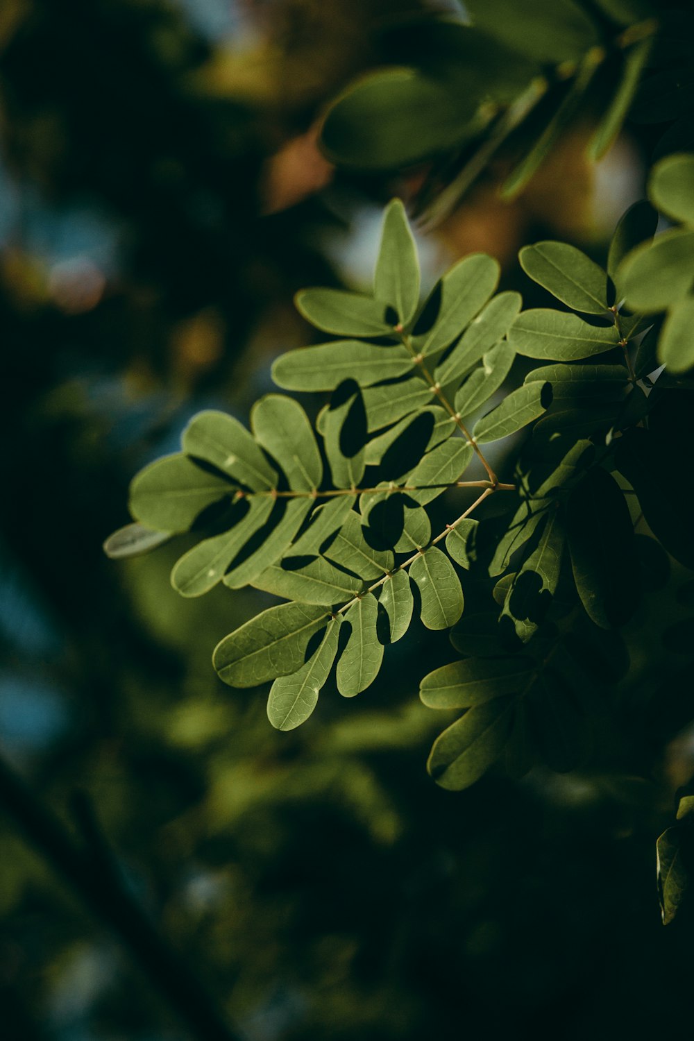 a close up of a plant