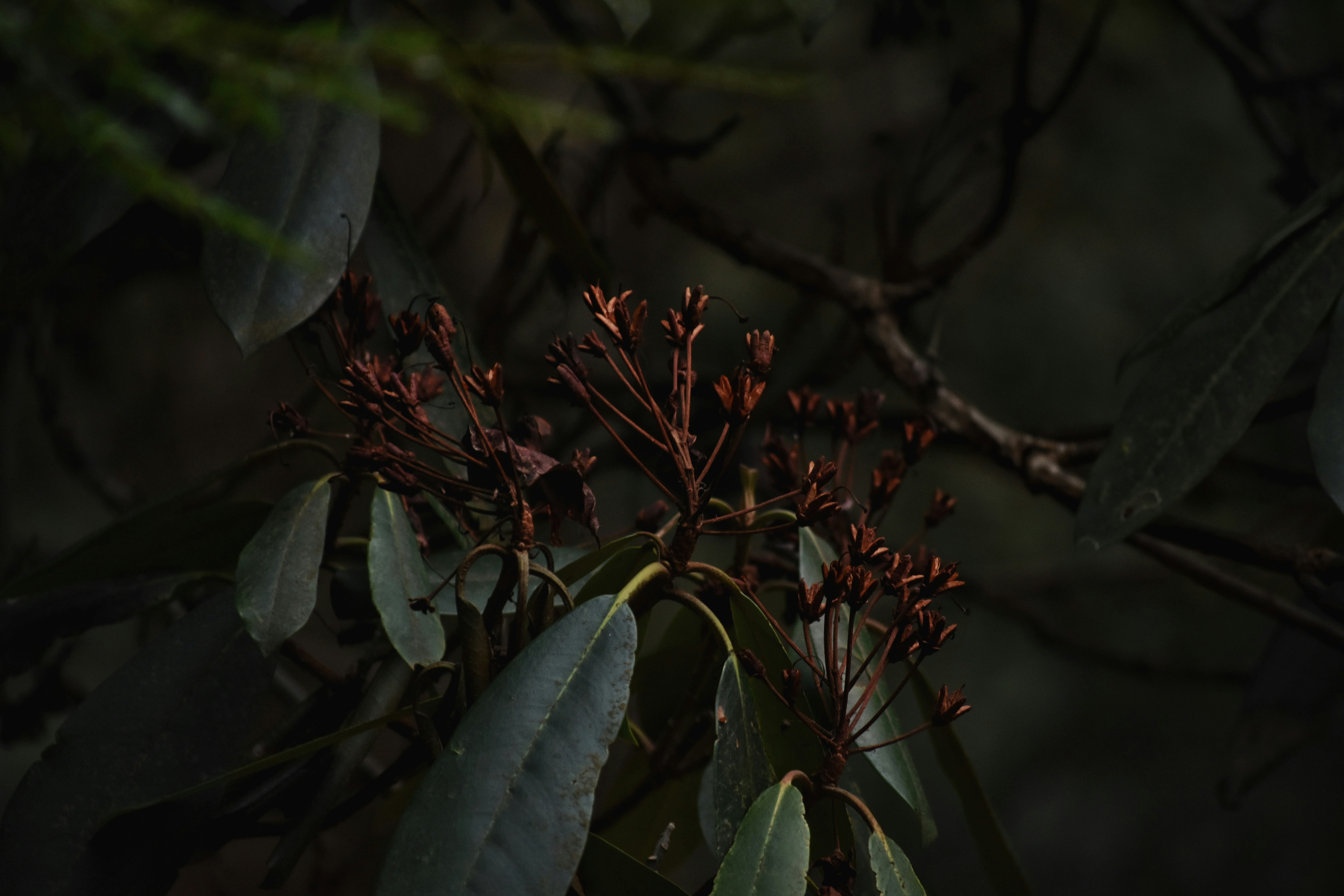 vivid plant hiding in the dark