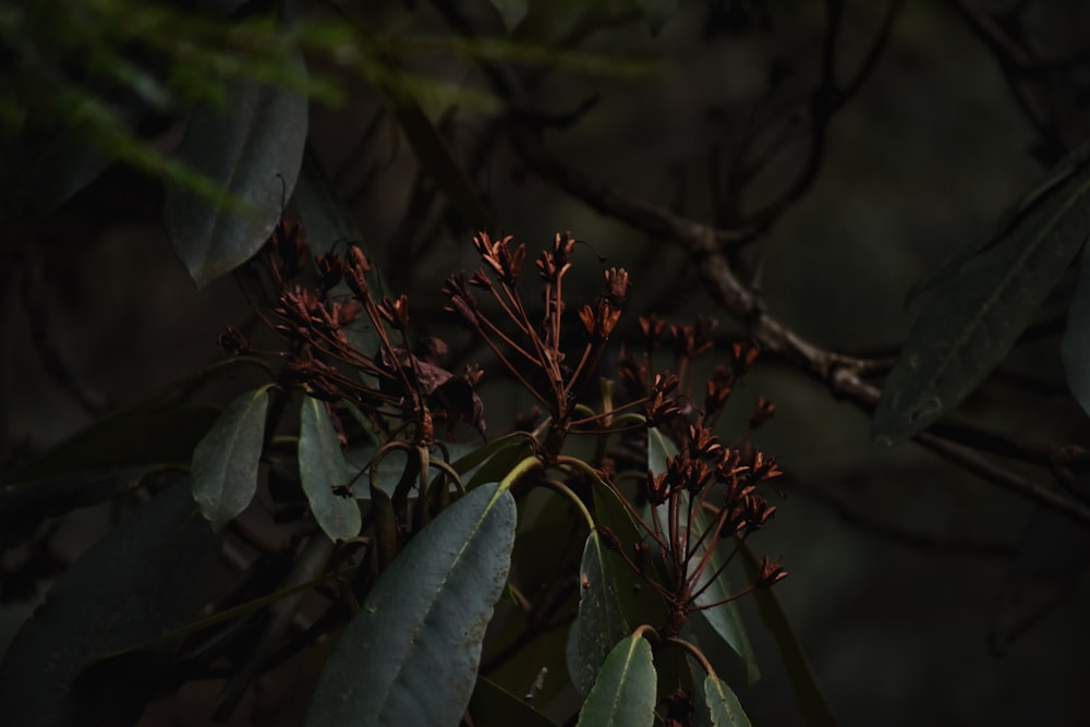 a plant with leaves