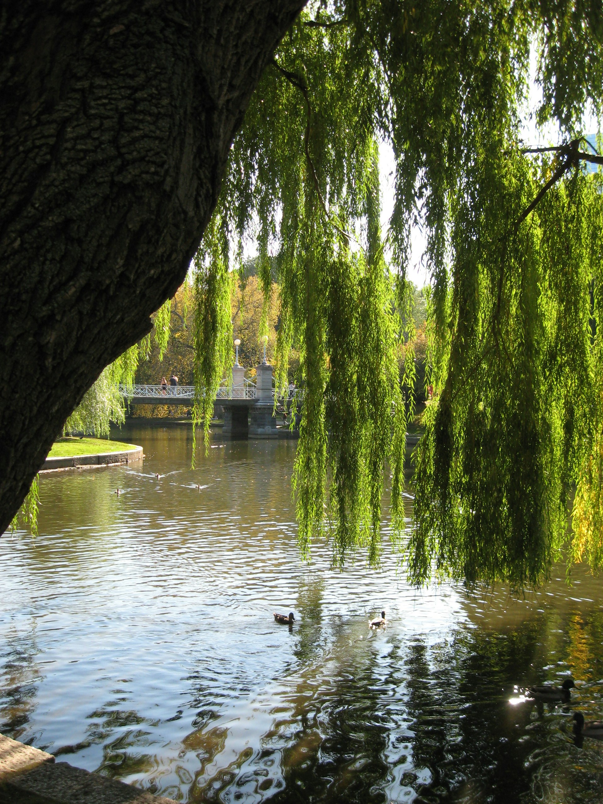 a body of water with trees around it and a bridge in the distance