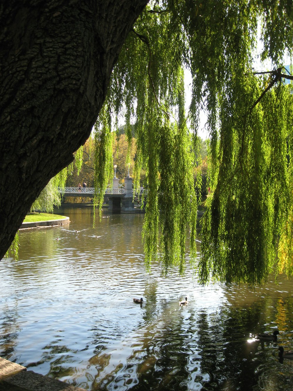 a body of water with trees around it and a bridge in the distance