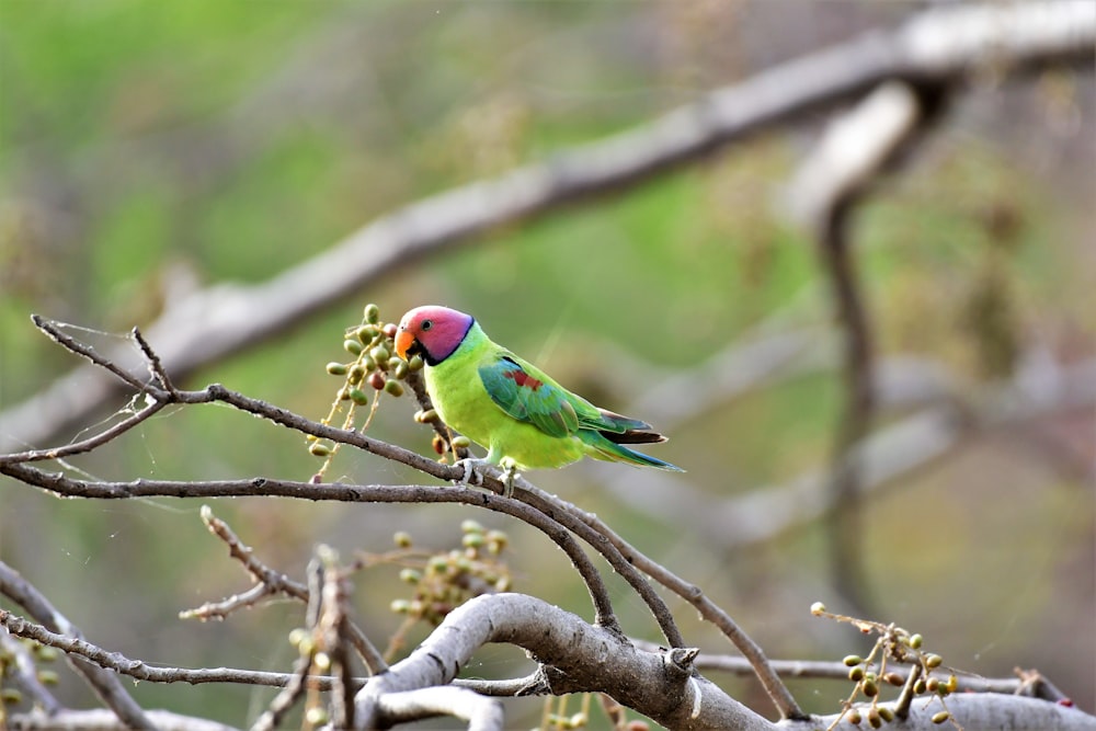 a bird perched on a branch