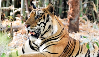 A tiger rests in a natural setting, surrounded by foliage and dry leaves. Its striking black stripes contrast against its rich orange-brown fur. The tiger appears relaxed, lying down with its head raised. The background consists of blurred bamboo and trees, adding to the forest ambiance.
