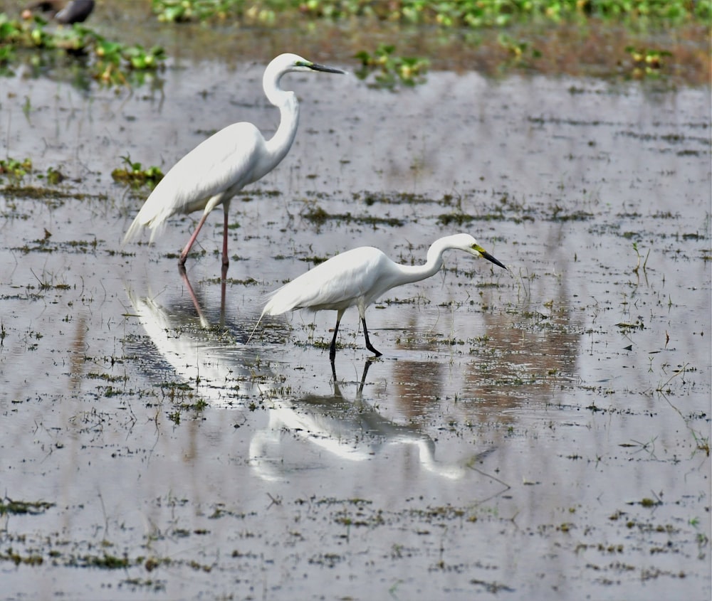 um par de pássaros na água