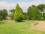 A well-maintained garden with a prominent green coniferous tree in the center, surrounded by various types of lush green bushes and trees. There is a beige dirt pathway curving through the right side and a small bench or structure on the left.