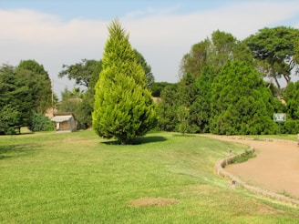 A well-maintained garden with a prominent green coniferous tree in the center, surrounded by various types of lush green bushes and trees. There is a beige dirt pathway curving through the right side and a small bench or structure on the left.