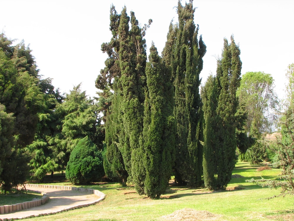 a group of trees in a park