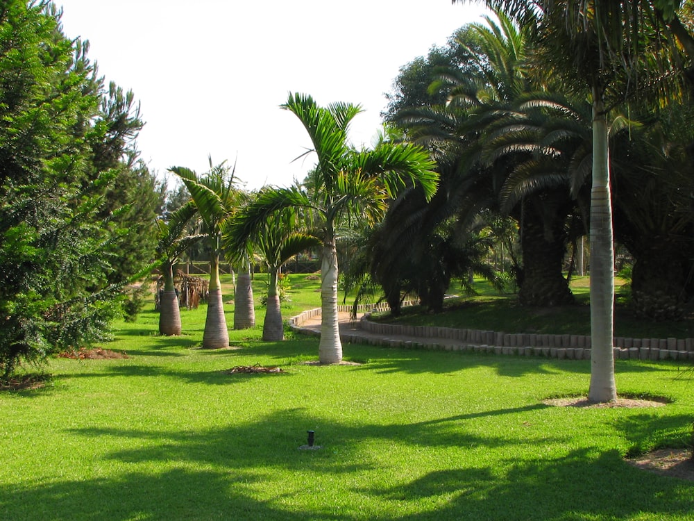 a grassy area with trees and a fence around it