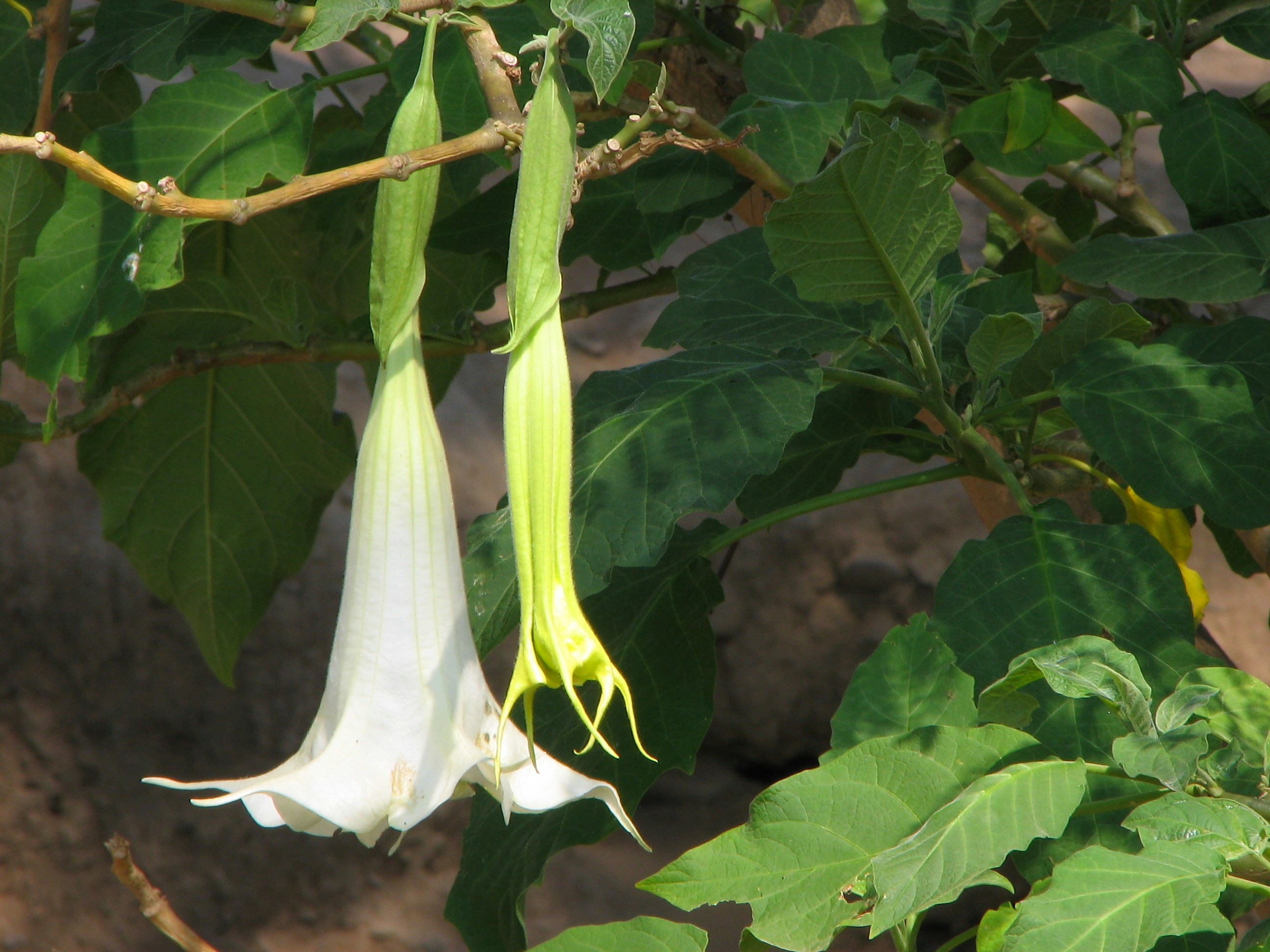 a white flower on a plant