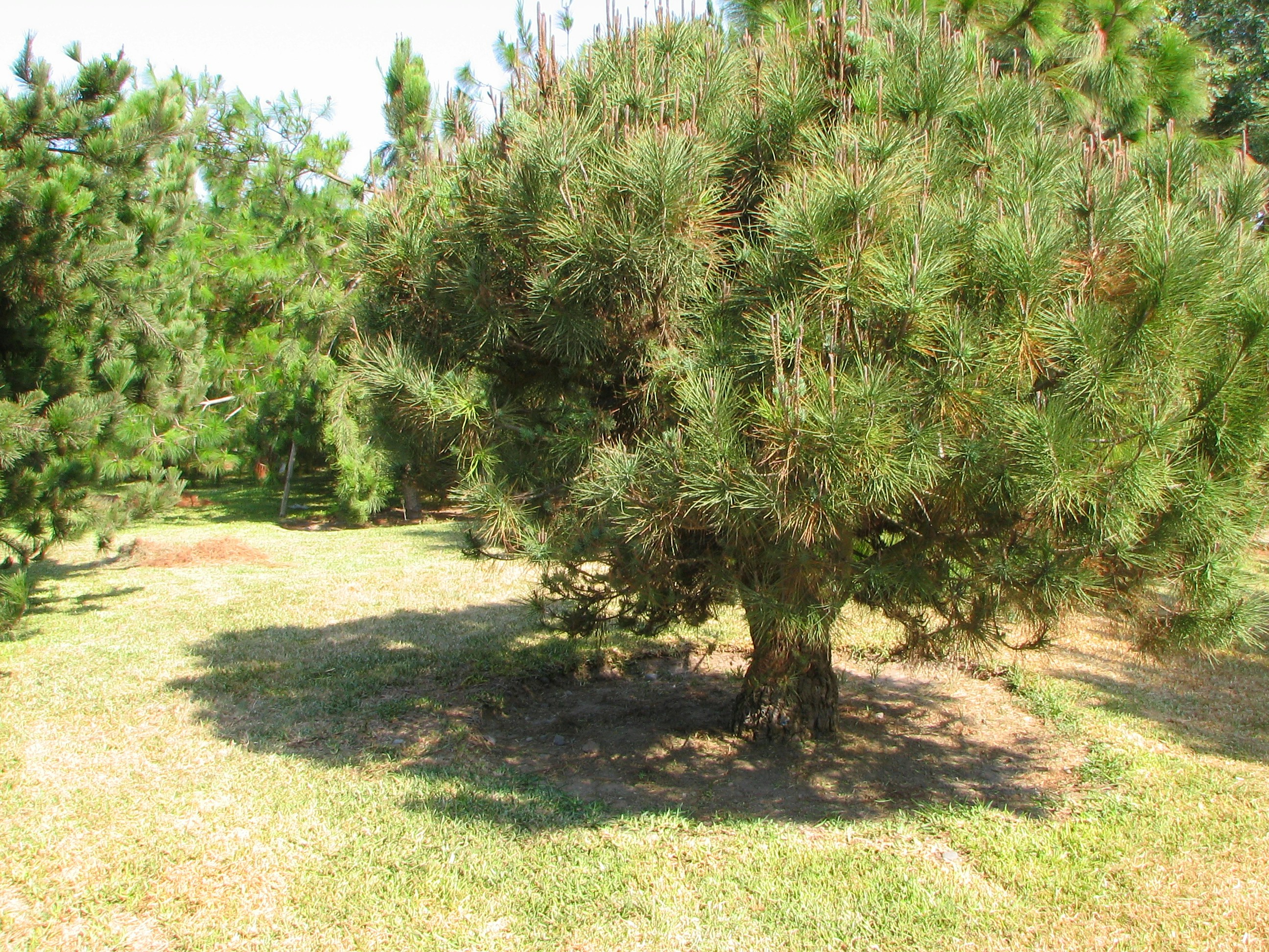 Lon Price Park