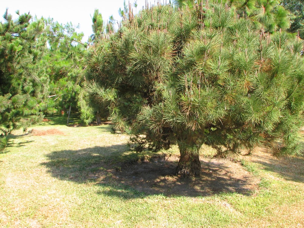 a tree in a field