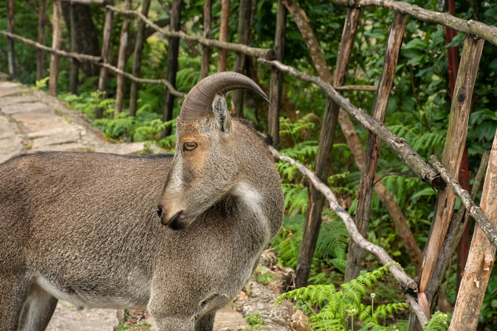 a ram in the woods