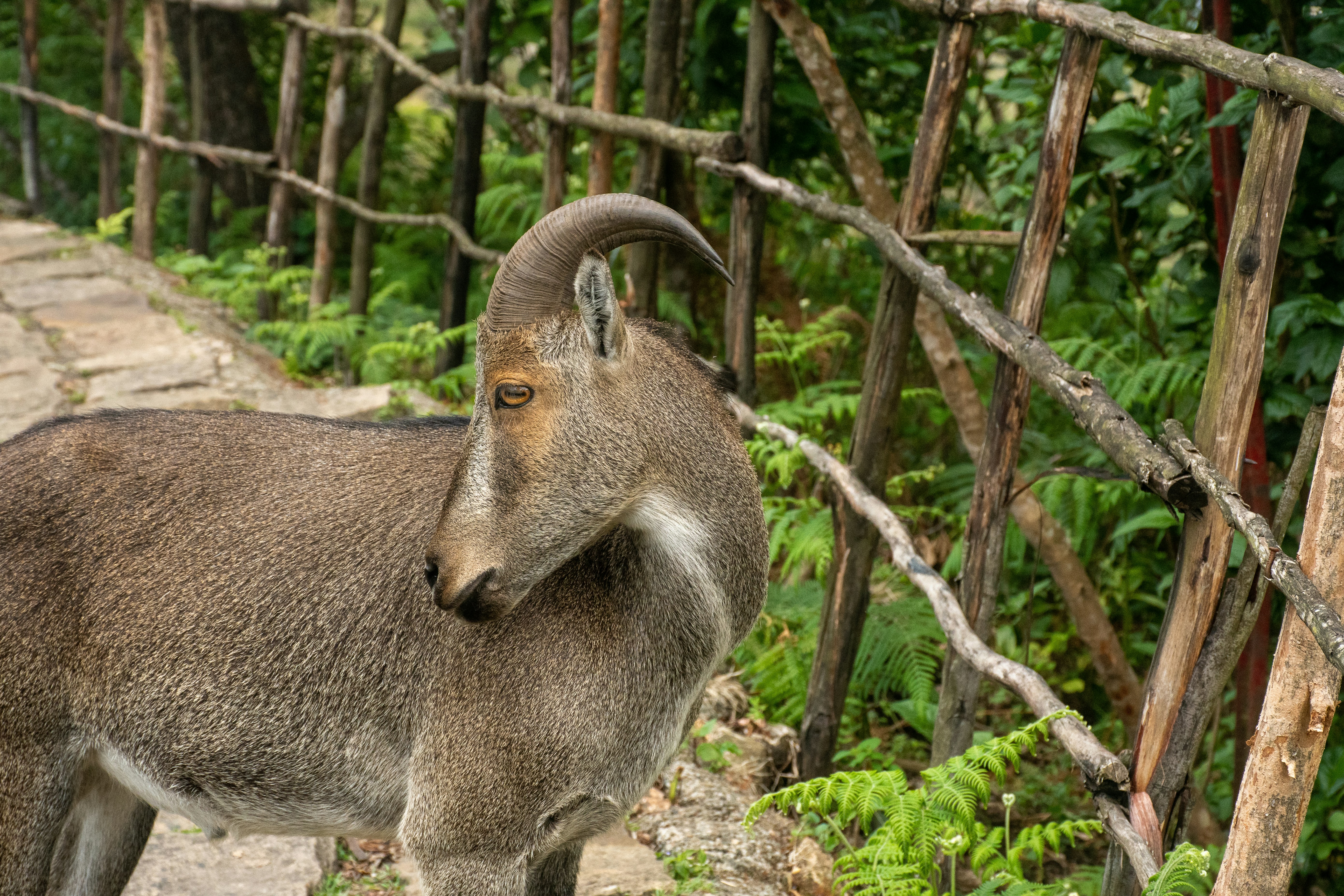 a ram in the woods
