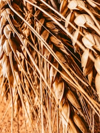 Close-up image of golden roasted wheat germ grains with a soft natural light highlighting their texture.