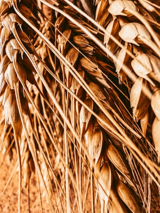 Close-up image of golden roasted wheat germ grains with a soft natural light highlighting their texture.