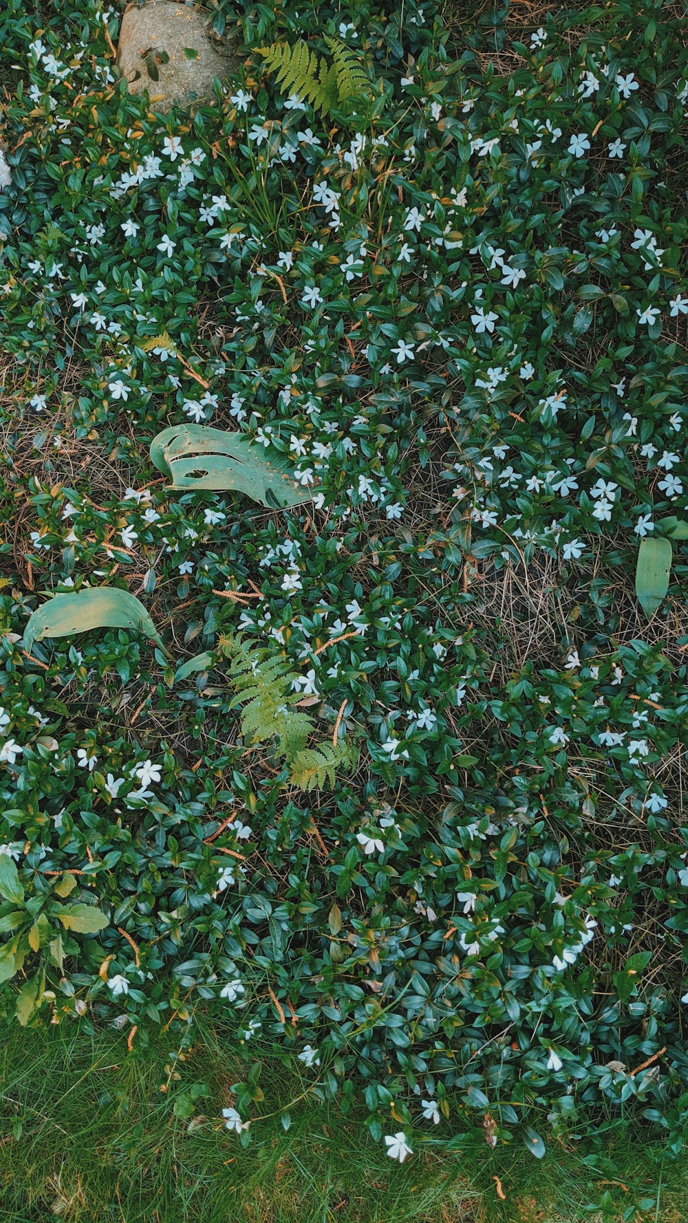 a green plant with white flowers