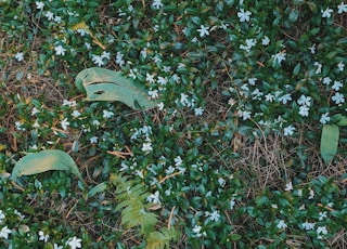 a green plant with white flowers