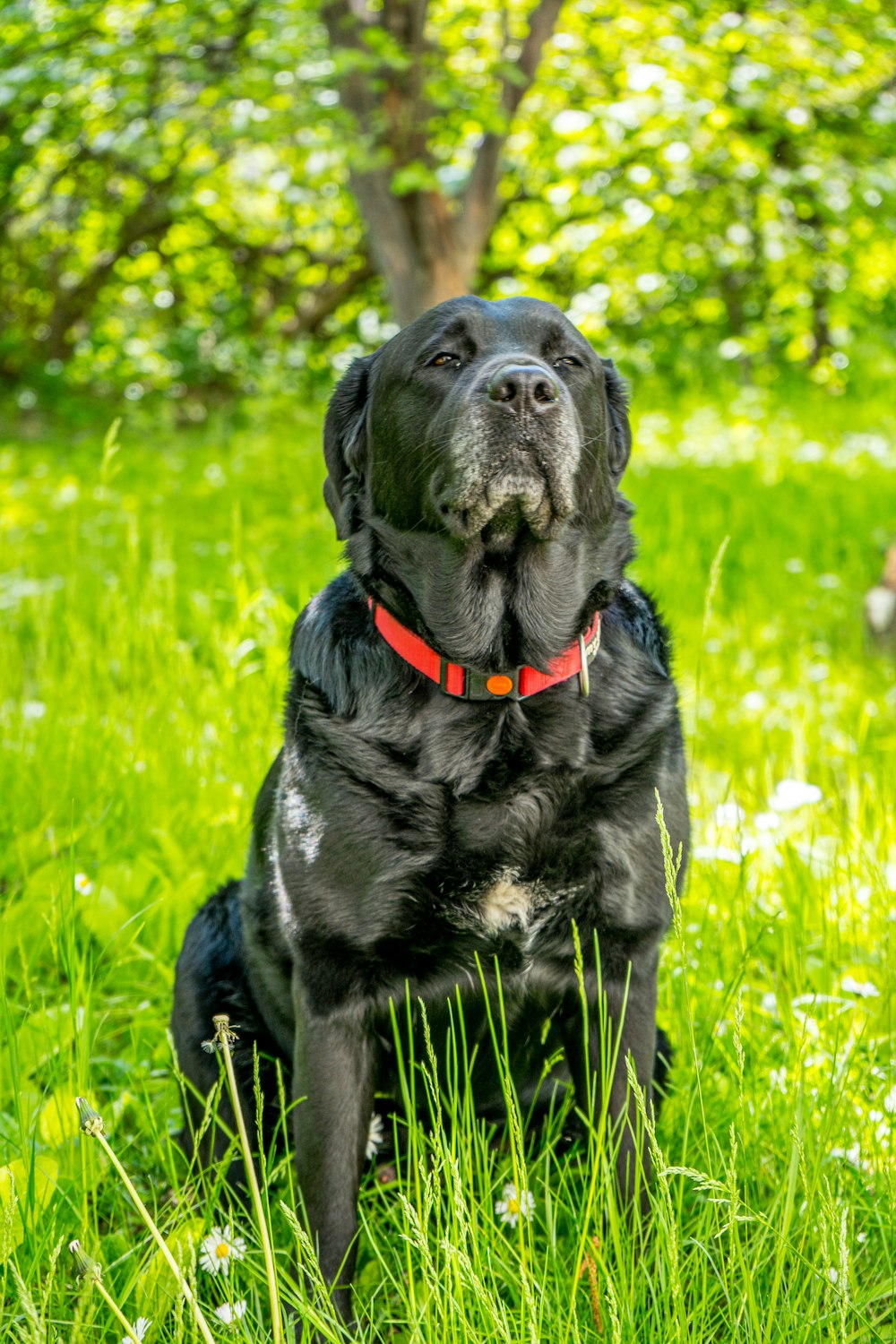 a black dog sitting in a grassy area