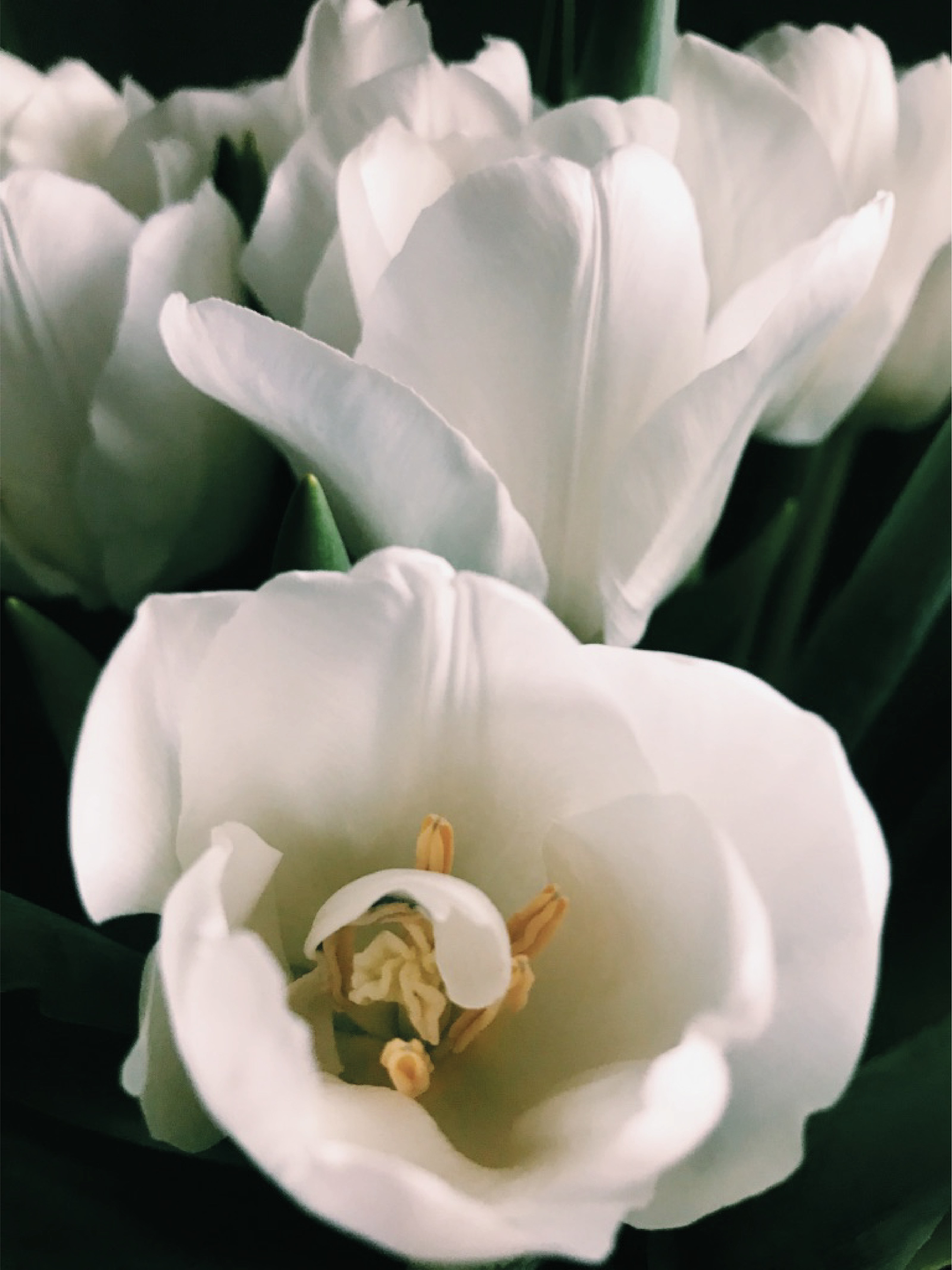 A close up of a white flower photo – Free Plant Image on Unsplash