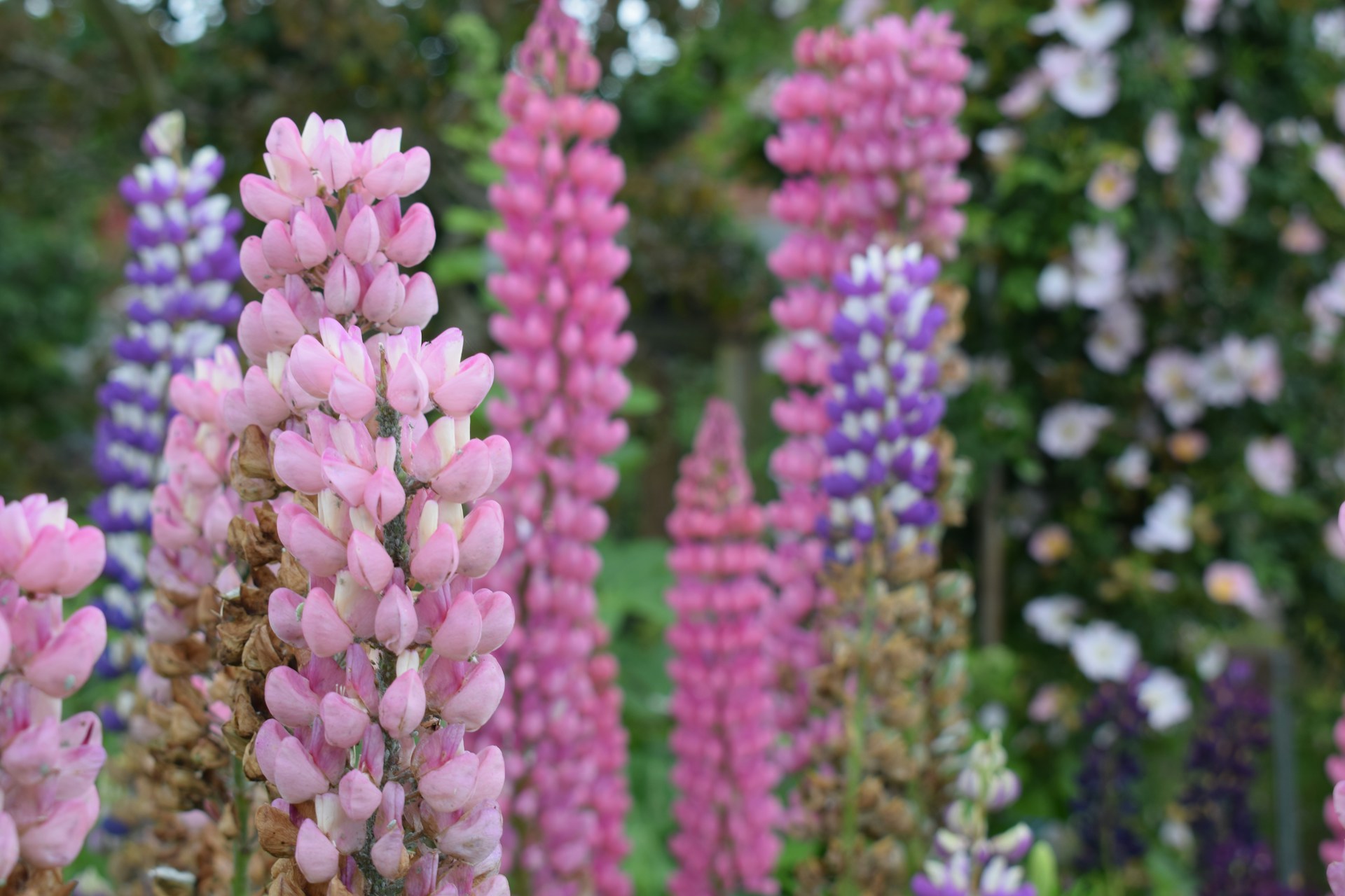 a group of flowers