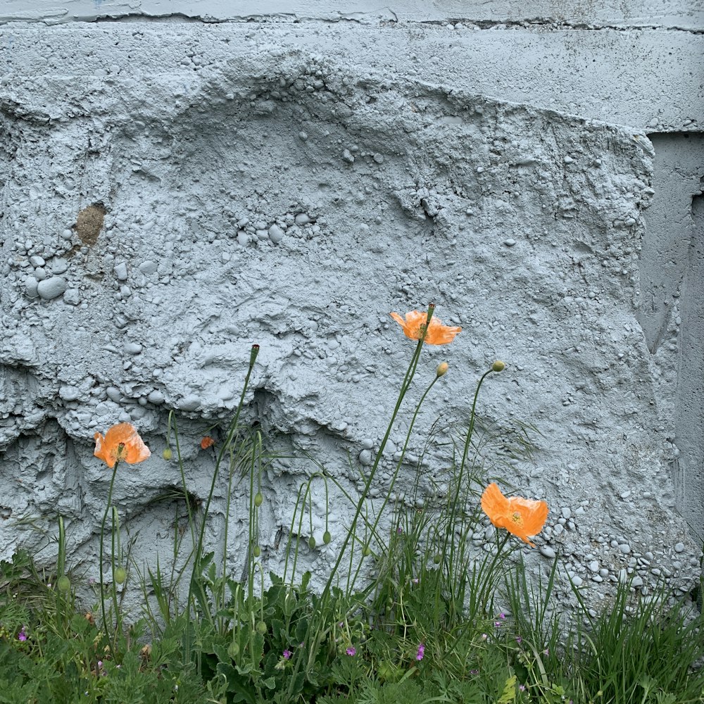 orange flowers in front of a stone wall