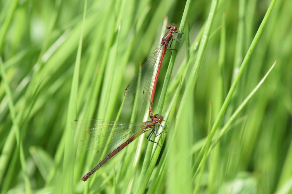 a group of dragonfly on a leaf