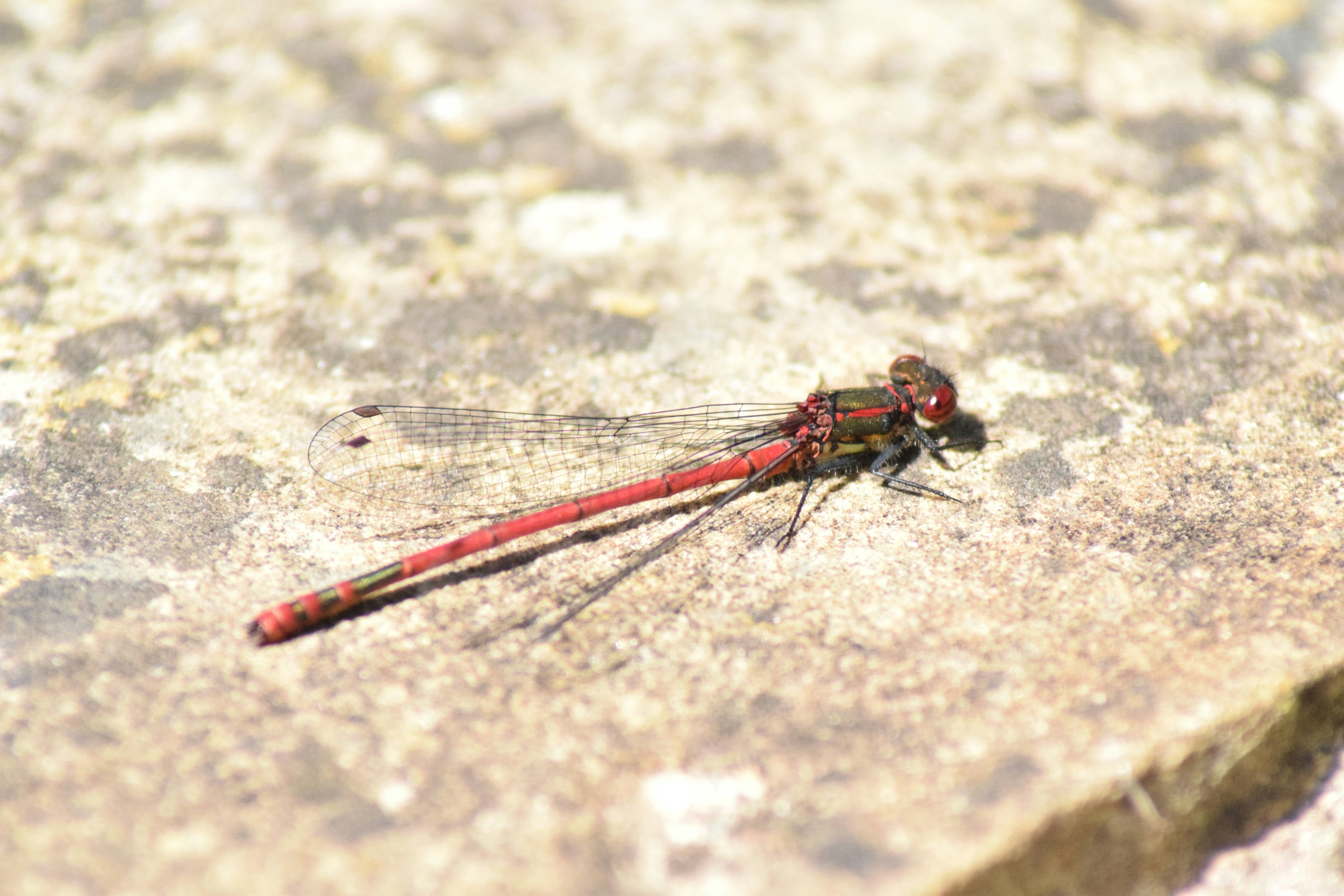 A red and black insect on a rock photo – Free Insect Image on Unsplash
