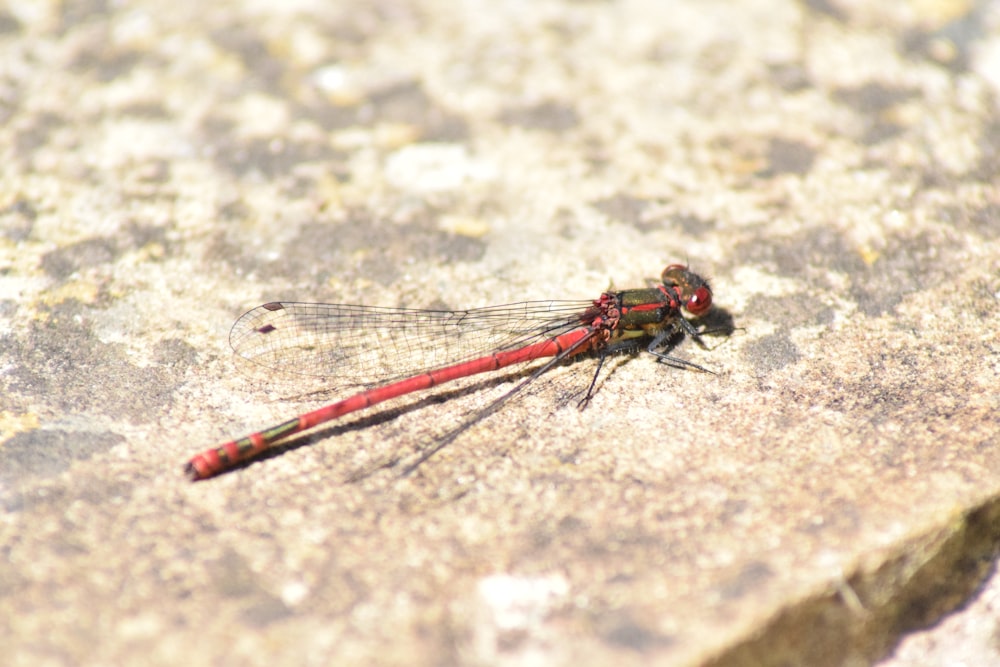 a red and black insect on a rock