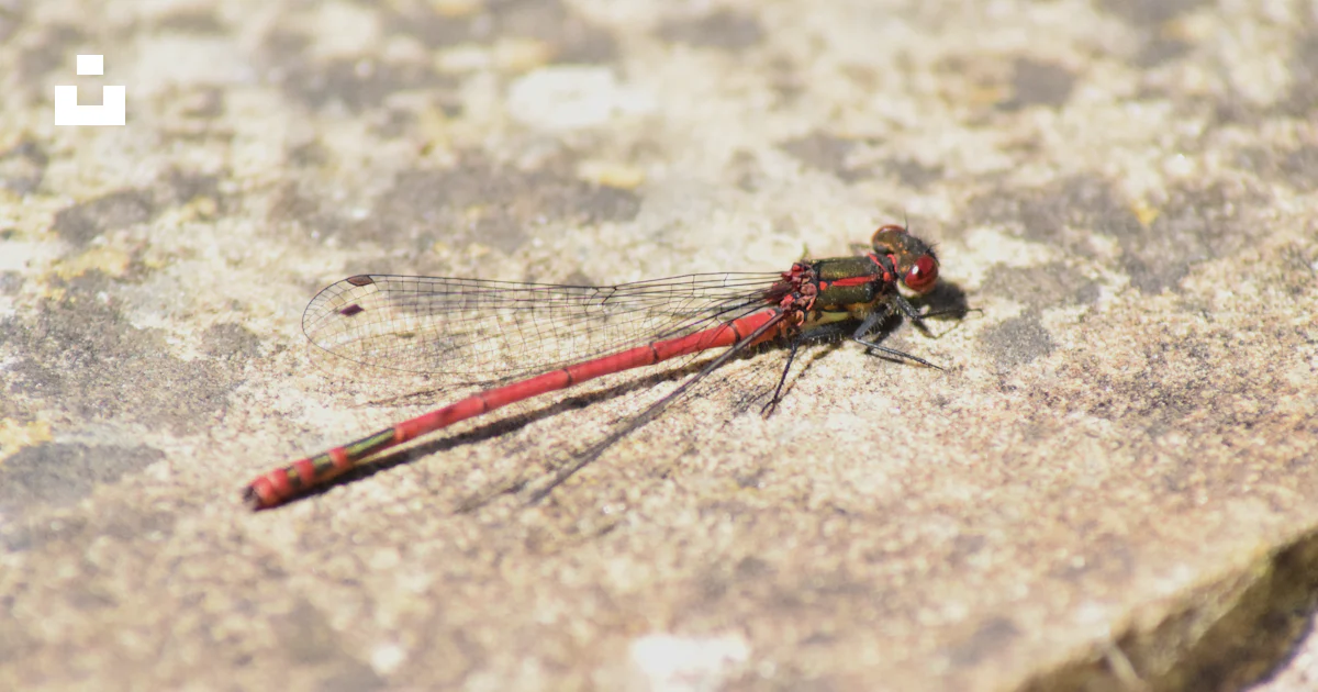 Red Calpeter Insect A red and black insect on a rock photo – Free Insect Image on Unsplash