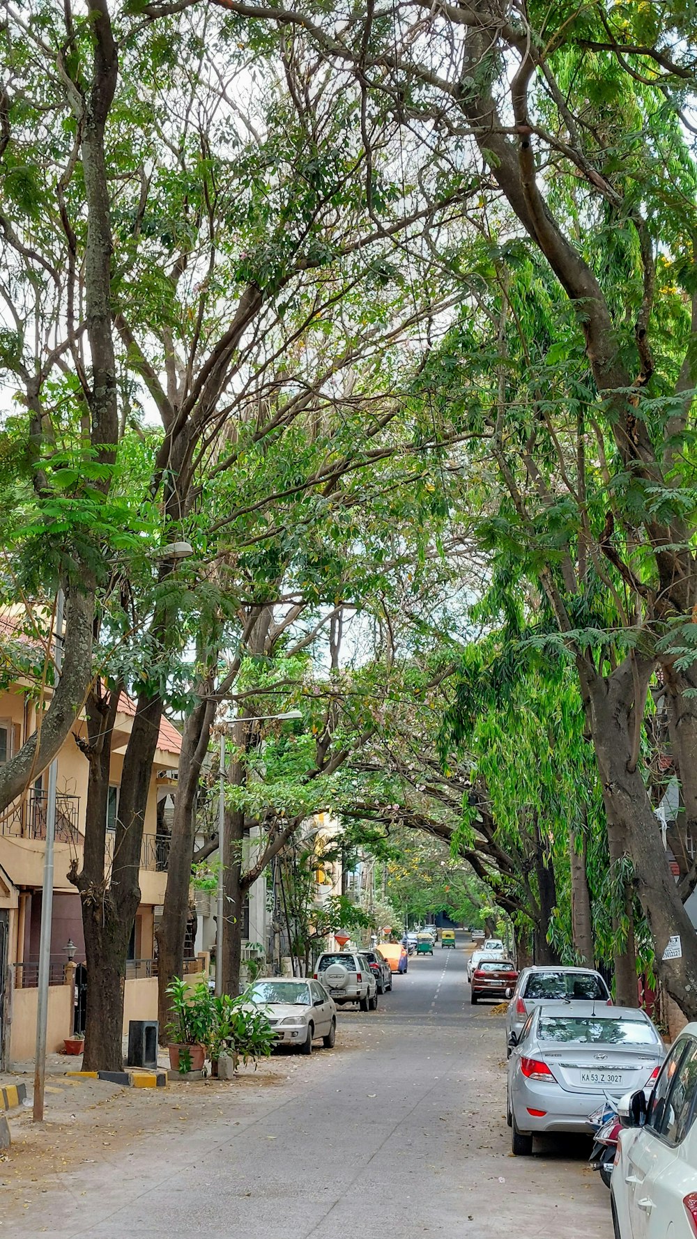 eine Straße mit Bäumen an der Seite