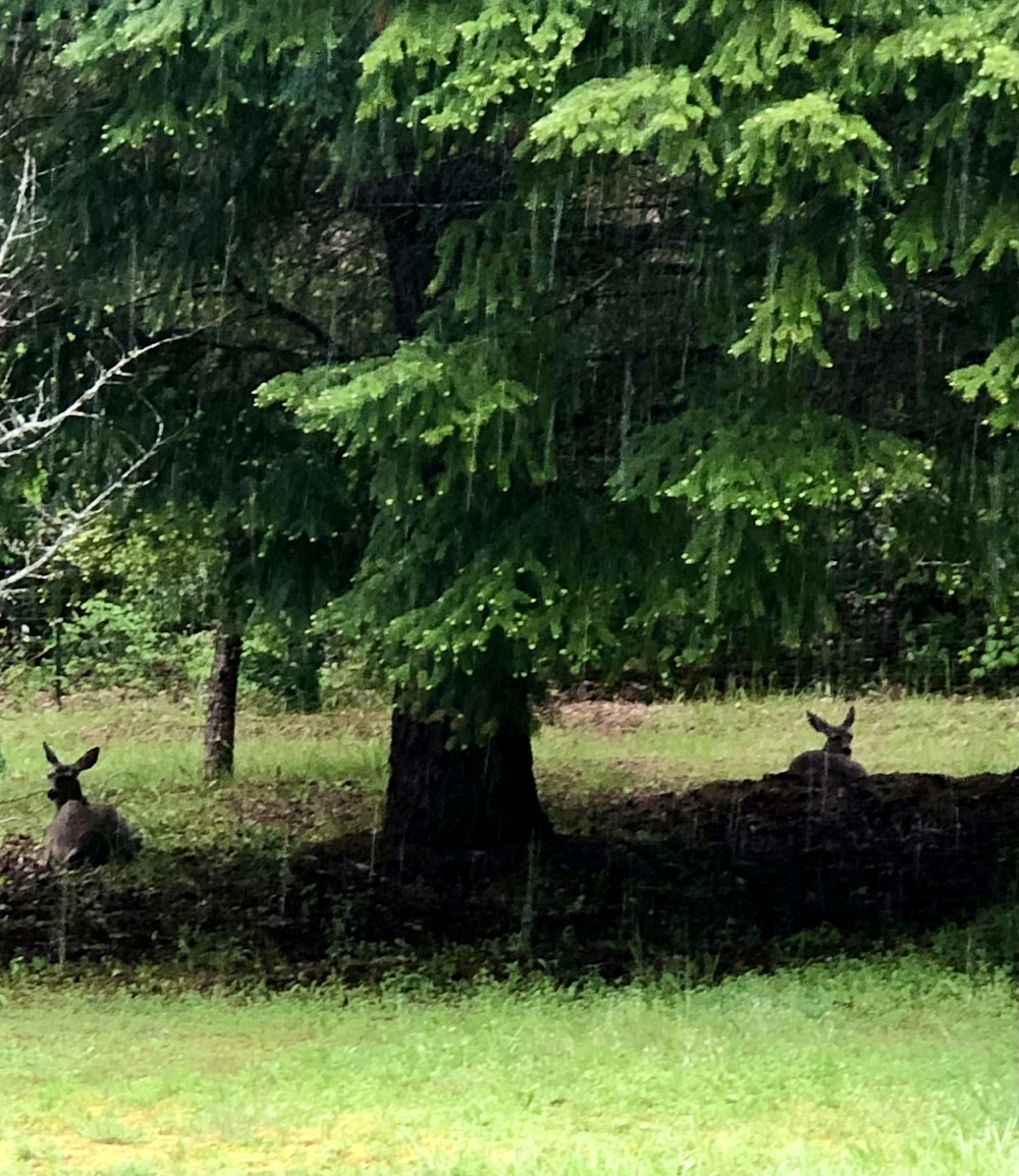 a deer in a grassy area with trees in the back