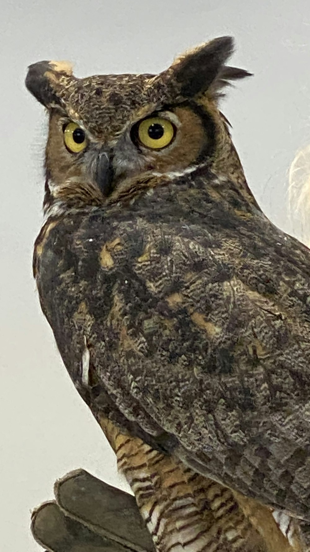 a brown and white owl