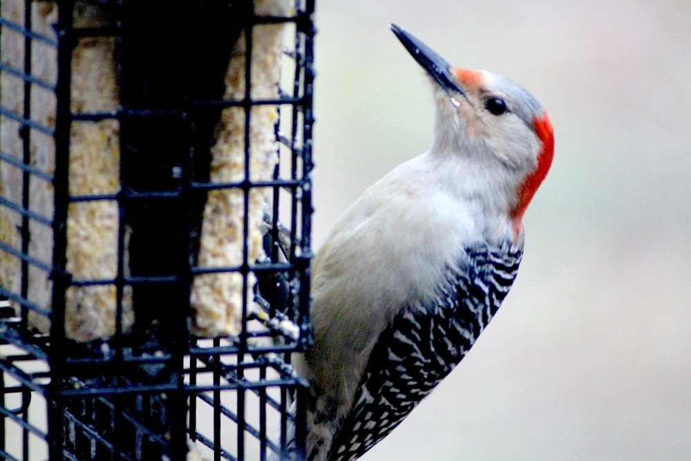 a bird standing on a perch