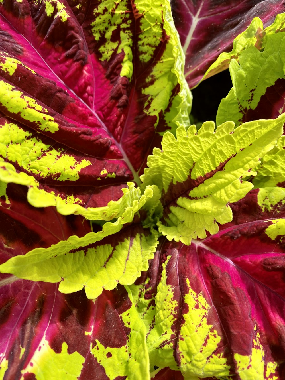 a close-up of some leaves