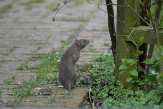 a raccoon standing on a dirt path
