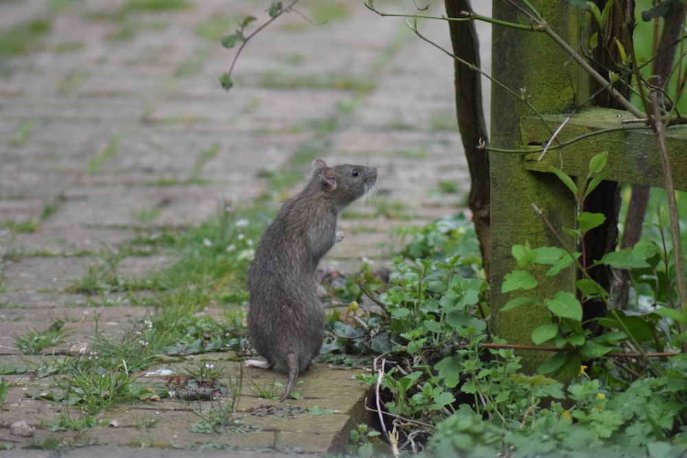 Ein Waschbär steht auf einem Feldweg