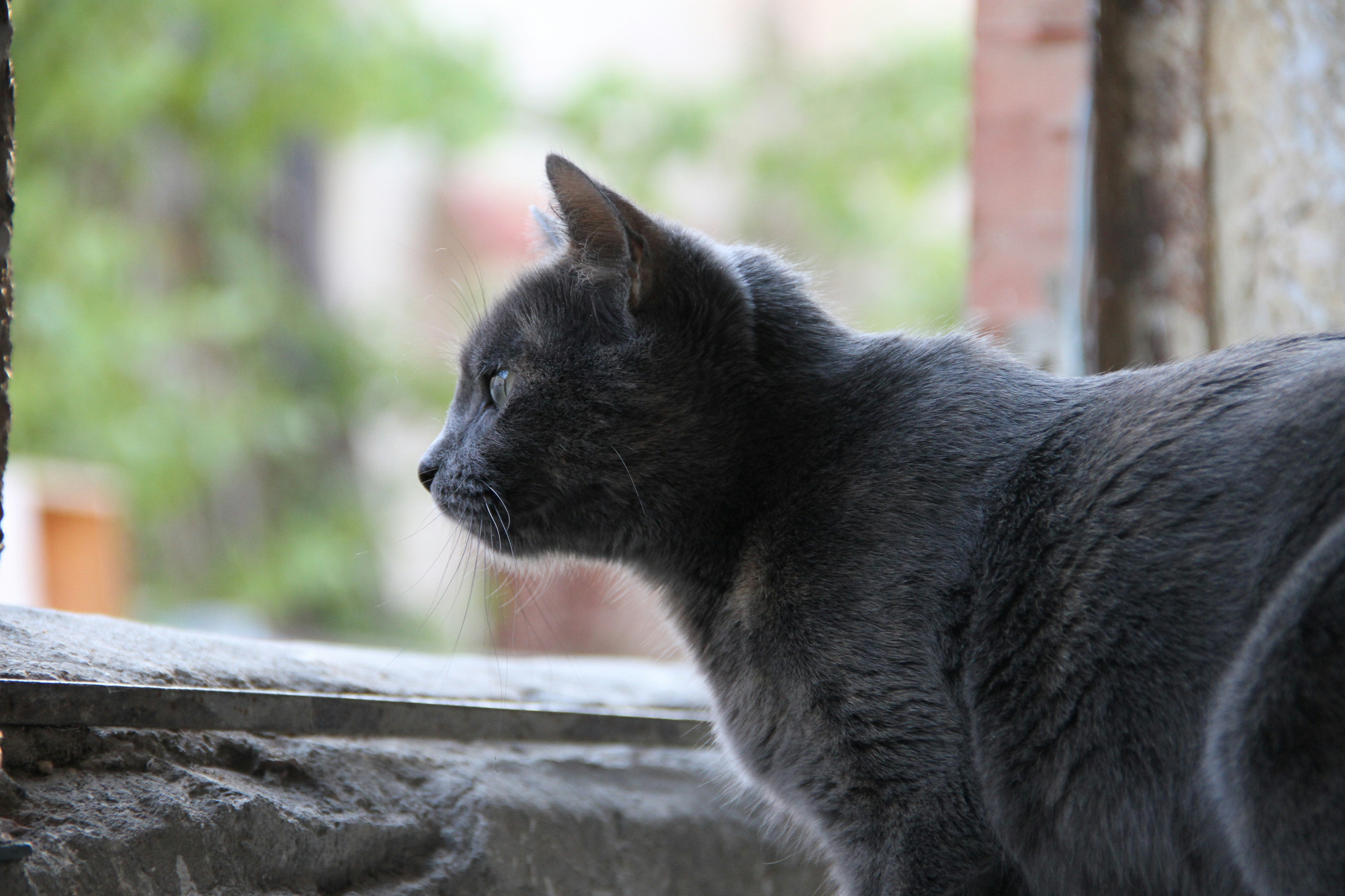a cat sitting on a ledge