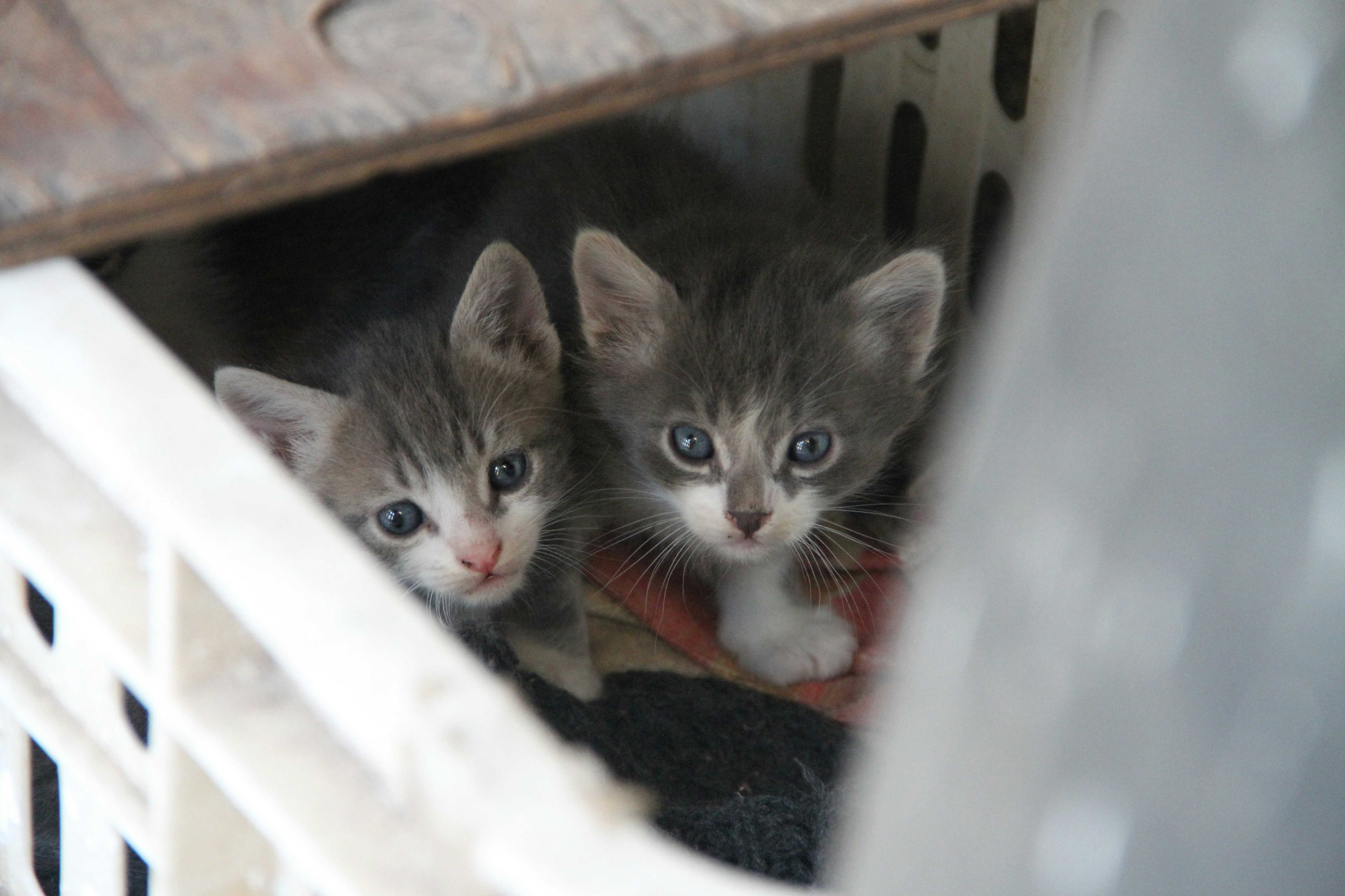two kittens in a basket
