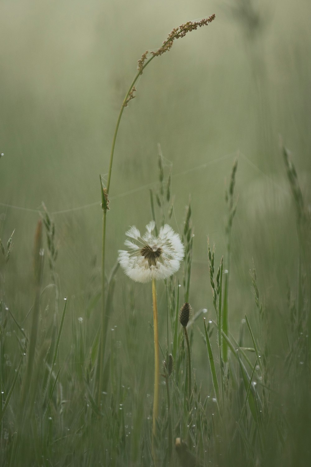 uma flor branca em um campo