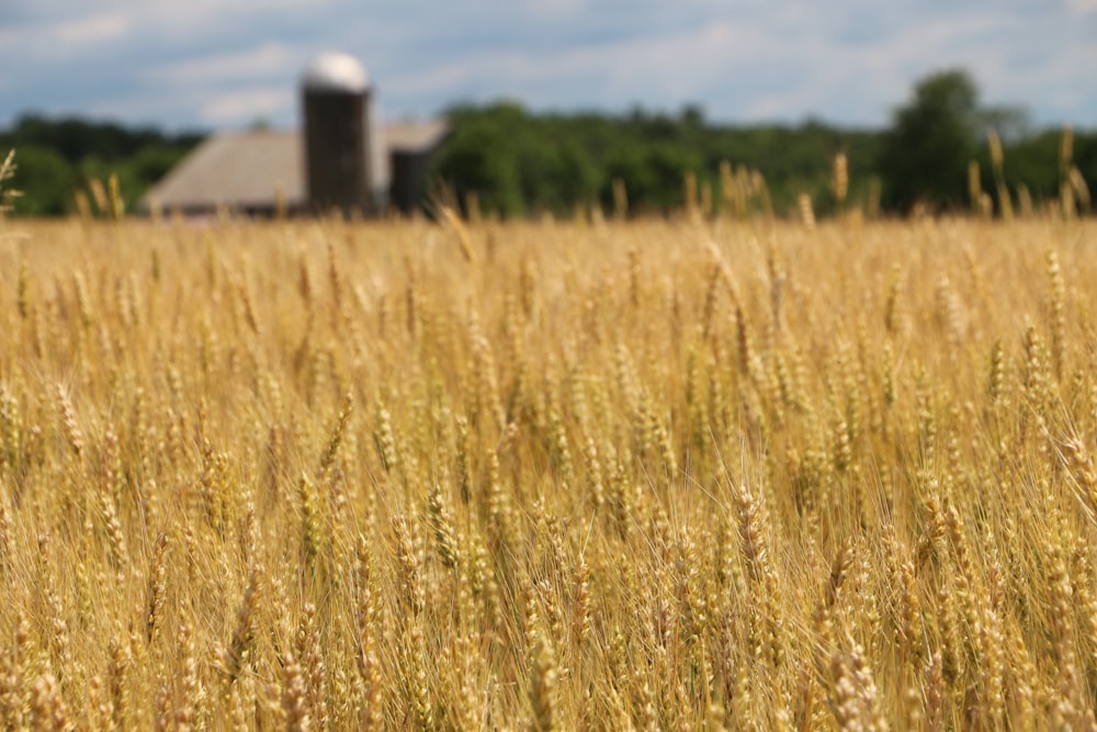 a field of wheat with a barn in the background