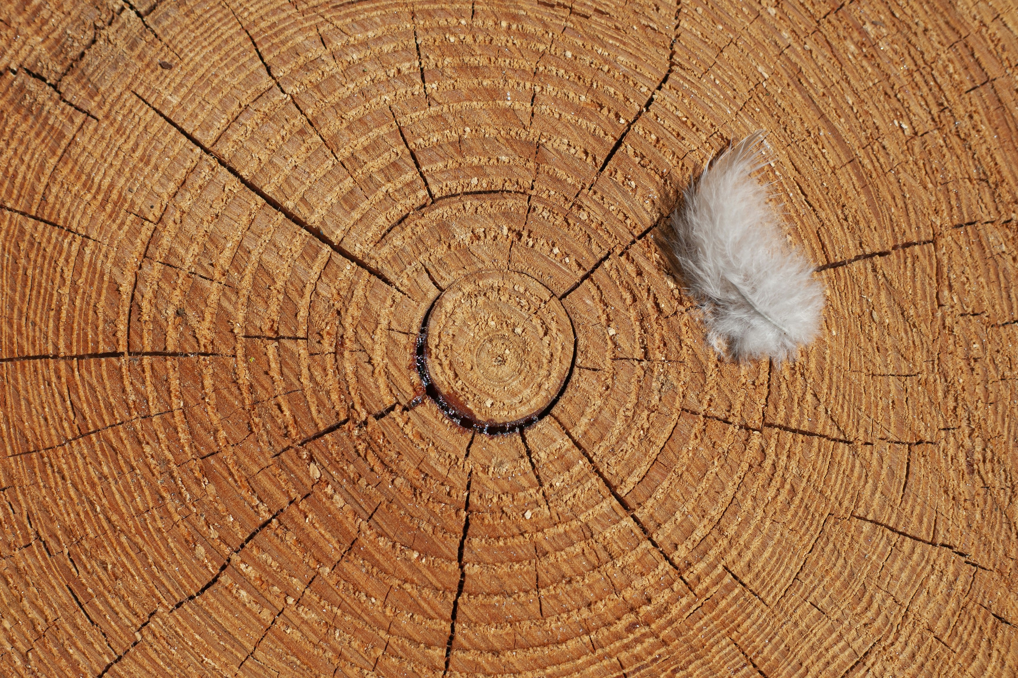 une feuille blanche sur une surface en bois