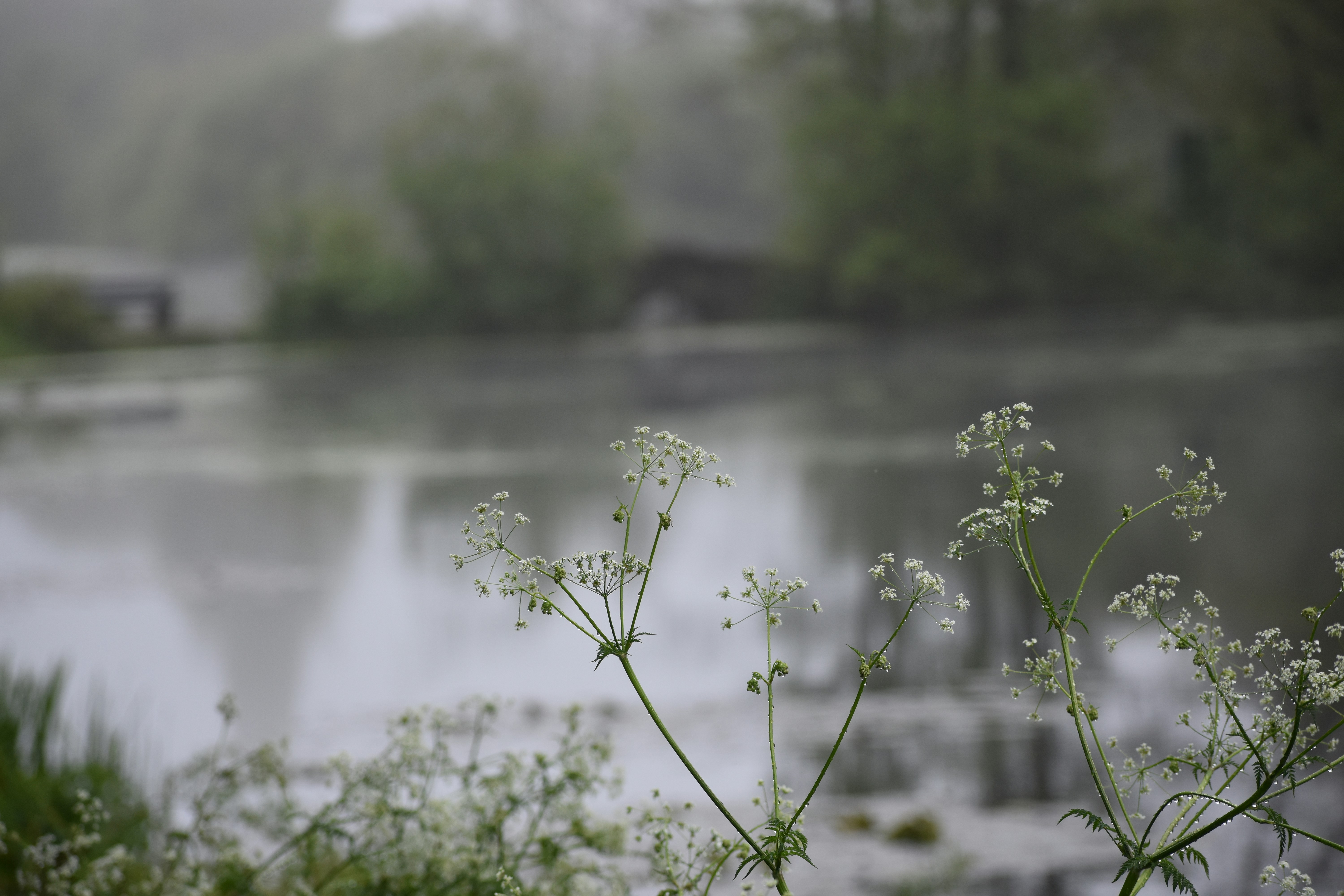 close up of a plant, 